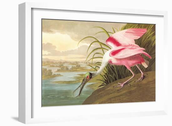 Roseate Spoonbill-John James Audubon-Framed Art Print