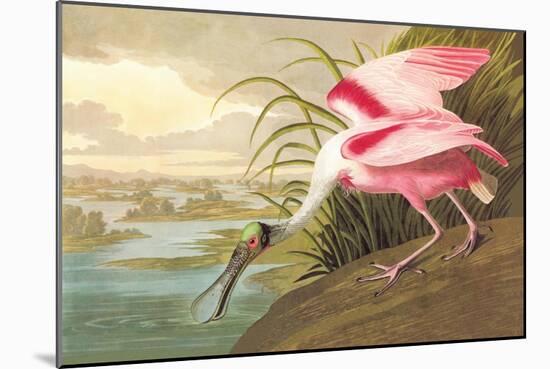 Roseate Spoonbill-John James Audubon-Mounted Art Print