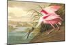 Roseate Spoonbill-John James Audubon-Mounted Art Print