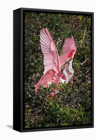 Roseate spoonbills fighting over nesting territory in rookery, Stick Marsh, Florida-Adam Jones-Framed Premier Image Canvas