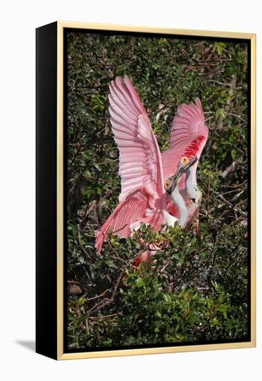 Roseate spoonbills fighting over nesting territory in rookery, Stick Marsh, Florida-Adam Jones-Framed Premier Image Canvas