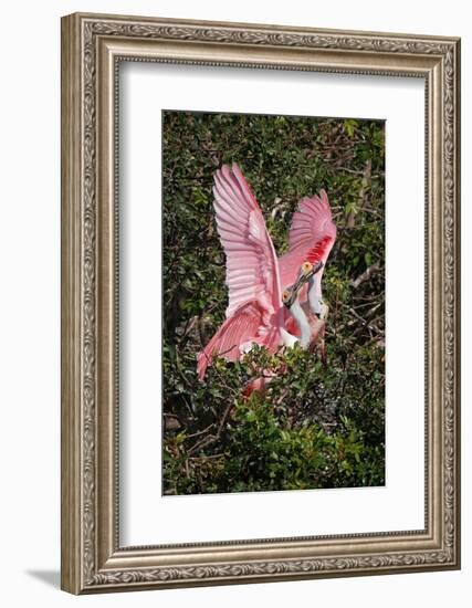 Roseate spoonbills fighting over nesting territory in rookery, Stick Marsh, Florida-Adam Jones-Framed Photographic Print