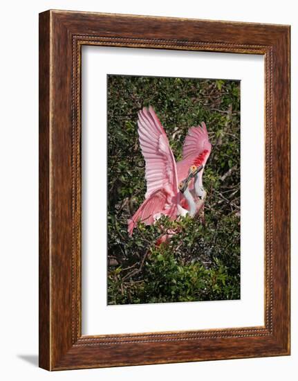 Roseate spoonbills fighting over nesting territory in rookery, Stick Marsh, Florida-Adam Jones-Framed Photographic Print