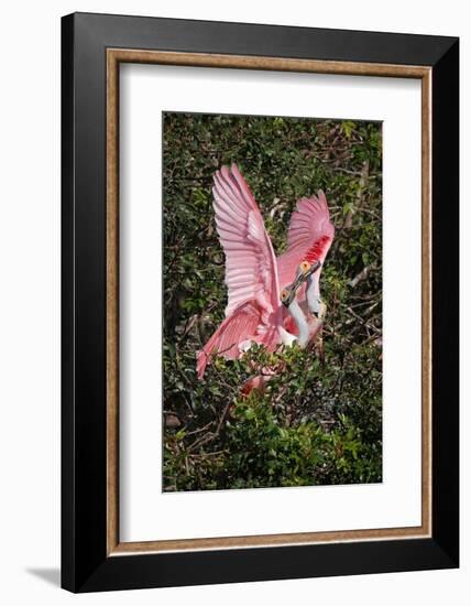 Roseate spoonbills fighting over nesting territory in rookery, Stick Marsh, Florida-Adam Jones-Framed Photographic Print