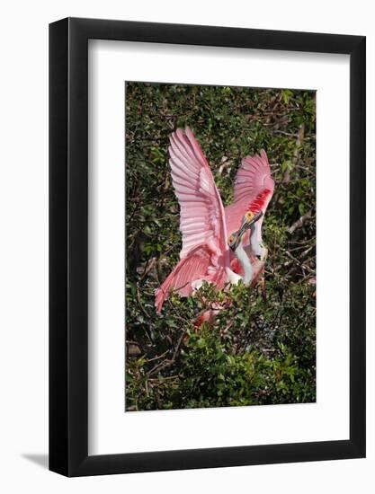 Roseate spoonbills fighting over nesting territory in rookery, Stick Marsh, Florida-Adam Jones-Framed Photographic Print