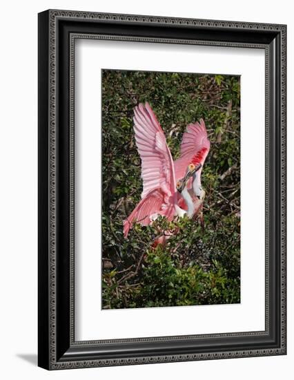 Roseate spoonbills fighting over nesting territory in rookery, Stick Marsh, Florida-Adam Jones-Framed Photographic Print