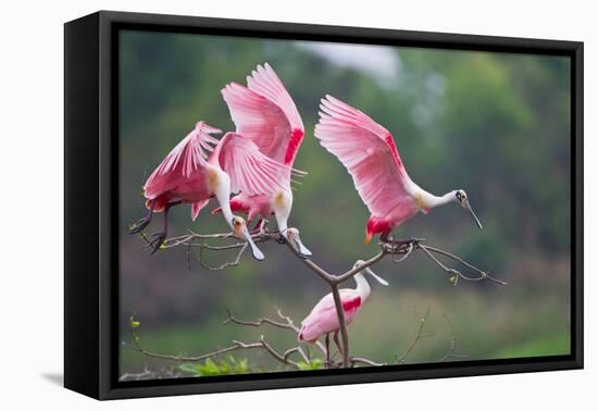 Roseate Spoonbills landing in near nests.-Larry Ditto-Framed Premier Image Canvas