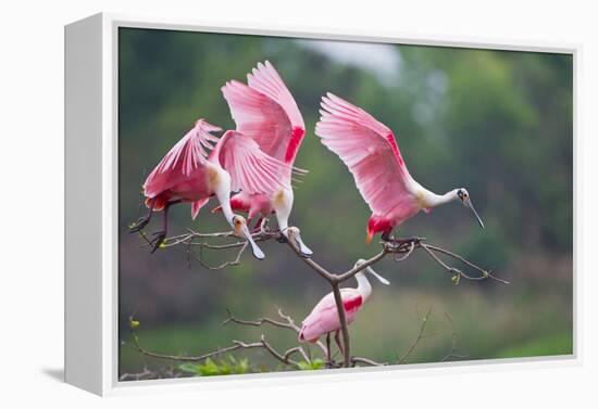 Roseate Spoonbills landing in near nests.-Larry Ditto-Framed Premier Image Canvas