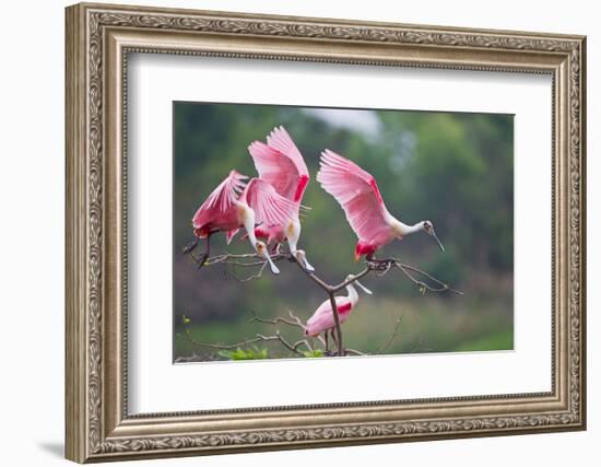 Roseate Spoonbills landing in near nests.-Larry Ditto-Framed Photographic Print