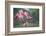 Roseate Spoonbills landing in near nests.-Larry Ditto-Framed Photographic Print