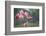 Roseate Spoonbills landing in near nests.-Larry Ditto-Framed Photographic Print