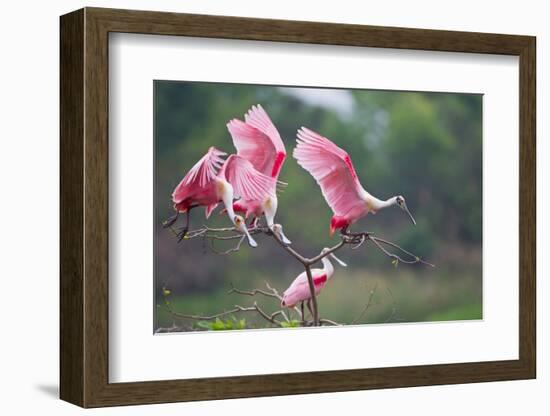 Roseate Spoonbills landing in near nests.-Larry Ditto-Framed Photographic Print