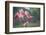 Roseate Spoonbills landing in near nests.-Larry Ditto-Framed Photographic Print