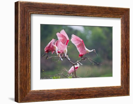 Roseate Spoonbills landing in near nests.-Larry Ditto-Framed Photographic Print