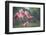 Roseate Spoonbills landing in near nests.-Larry Ditto-Framed Photographic Print