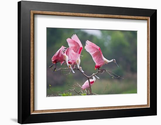 Roseate Spoonbills landing in near nests.-Larry Ditto-Framed Photographic Print