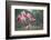 Roseate Spoonbills landing in near nests.-Larry Ditto-Framed Photographic Print