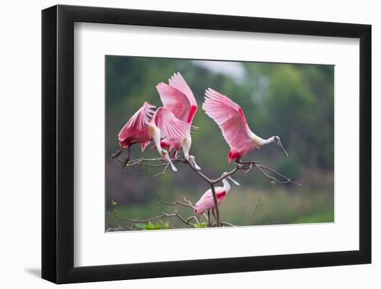 Roseate Spoonbills landing in near nests.-Larry Ditto-Framed Photographic Print