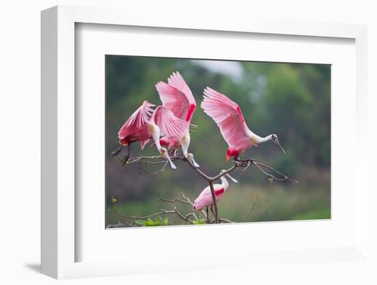 Roseate Spoonbills landing in near nests.-Larry Ditto-Framed Photographic Print