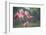 Roseate Spoonbills landing in near nests.-Larry Ditto-Framed Photographic Print