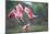 Roseate Spoonbills landing in near nests.-Larry Ditto-Mounted Photographic Print