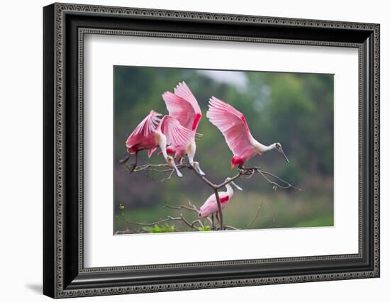 Roseate Spoonbills landing in near nests.-Larry Ditto-Framed Photographic Print