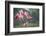 Roseate Spoonbills landing in near nests.-Larry Ditto-Framed Photographic Print