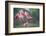 Roseate Spoonbills landing in near nests.-Larry Ditto-Framed Photographic Print