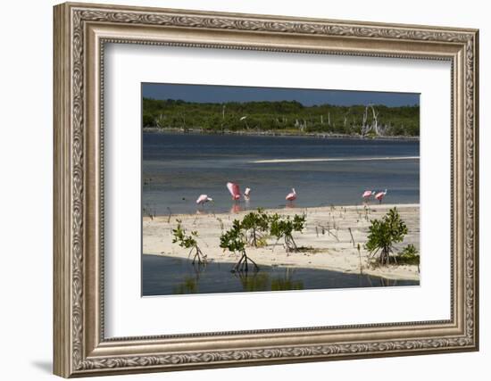 Roseate Spoonbills (Platalea Ajaja)-Sergio Pitamitz-Framed Photographic Print