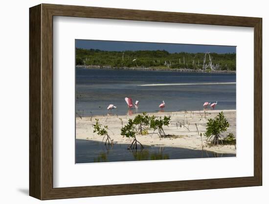 Roseate Spoonbills (Platalea Ajaja)-Sergio Pitamitz-Framed Photographic Print