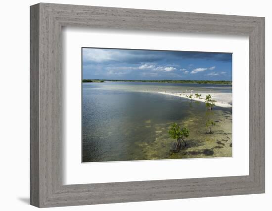 Roseate Spoonbills (Platalea Ajaja)-Sergio Pitamitz-Framed Photographic Print