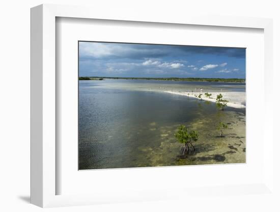 Roseate Spoonbills (Platalea Ajaja)-Sergio Pitamitz-Framed Photographic Print