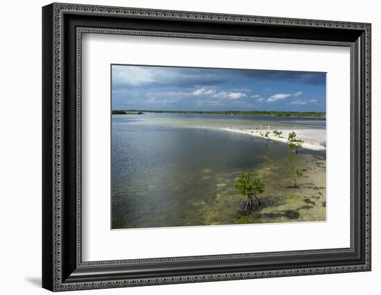 Roseate Spoonbills (Platalea Ajaja)-Sergio Pitamitz-Framed Photographic Print