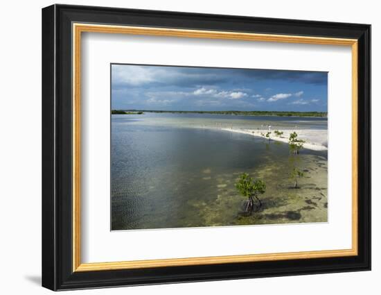 Roseate Spoonbills (Platalea Ajaja)-Sergio Pitamitz-Framed Photographic Print