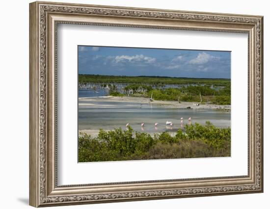 Roseate Spoonbills (Platalea Ajaja)-Sergio Pitamitz-Framed Photographic Print