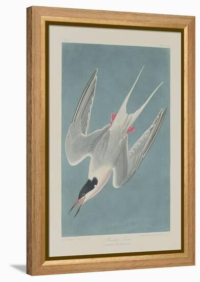 Roseate Tern, 1835-John James Audubon-Framed Premier Image Canvas