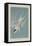 Roseate Tern, 1835-John James Audubon-Framed Premier Image Canvas