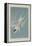 Roseate Tern, 1835-John James Audubon-Framed Premier Image Canvas