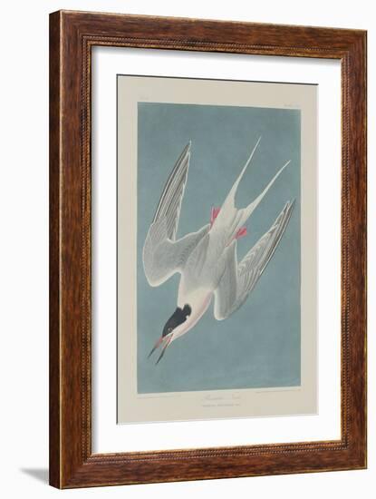 Roseate Tern, 1835-John James Audubon-Framed Giclee Print