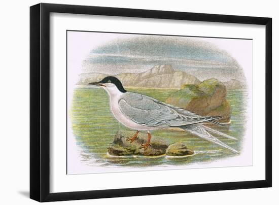 Roseate Tern-English-Framed Giclee Print