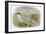 Roseate Tern-English-Framed Giclee Print