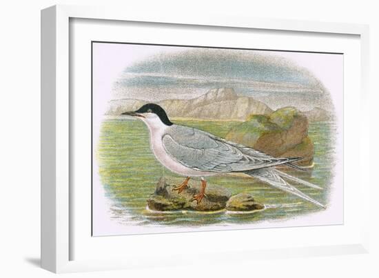 Roseate Tern-English-Framed Giclee Print