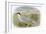 Roseate Tern-English-Framed Giclee Print