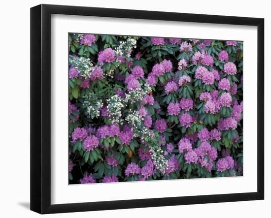 Rosebay Rhododendron, Great Smoky Mountains National Park, Tennessee, USA-Adam Jones-Framed Photographic Print