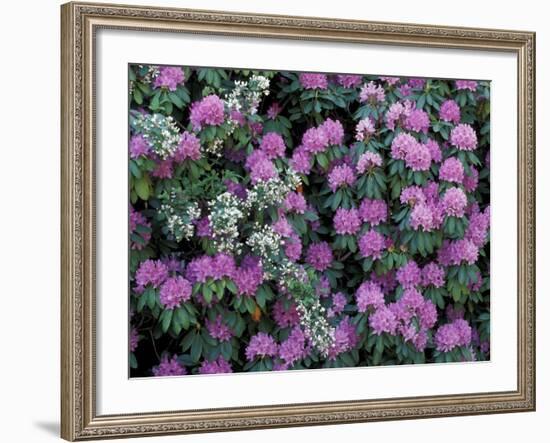 Rosebay Rhododendron, Great Smoky Mountains National Park, Tennessee, USA-Adam Jones-Framed Photographic Print