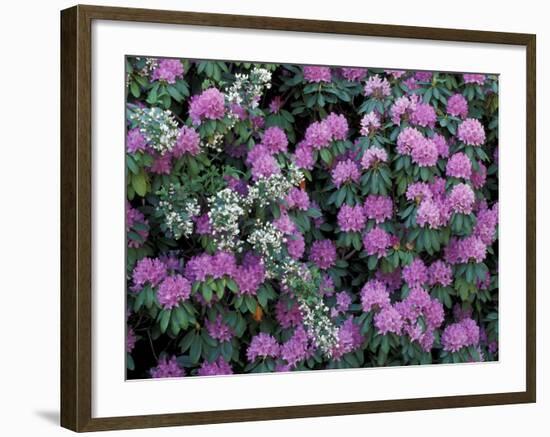 Rosebay Rhododendron, Great Smoky Mountains National Park, Tennessee, USA-Adam Jones-Framed Photographic Print