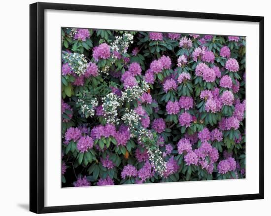Rosebay Rhododendron, Great Smoky Mountains National Park, Tennessee, USA-Adam Jones-Framed Photographic Print