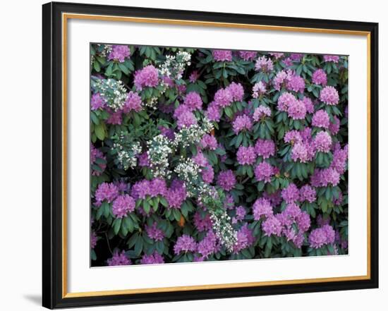 Rosebay Rhododendron, Great Smoky Mountains National Park, Tennessee, USA-Adam Jones-Framed Photographic Print