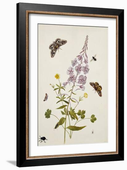 Rosebay Willowherb and Buttercups with Butterflies-Thomas Robins Jr-Framed Giclee Print