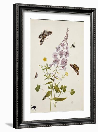 Rosebay Willowherb and Buttercups with Butterflies-Thomas Robins Jr-Framed Giclee Print